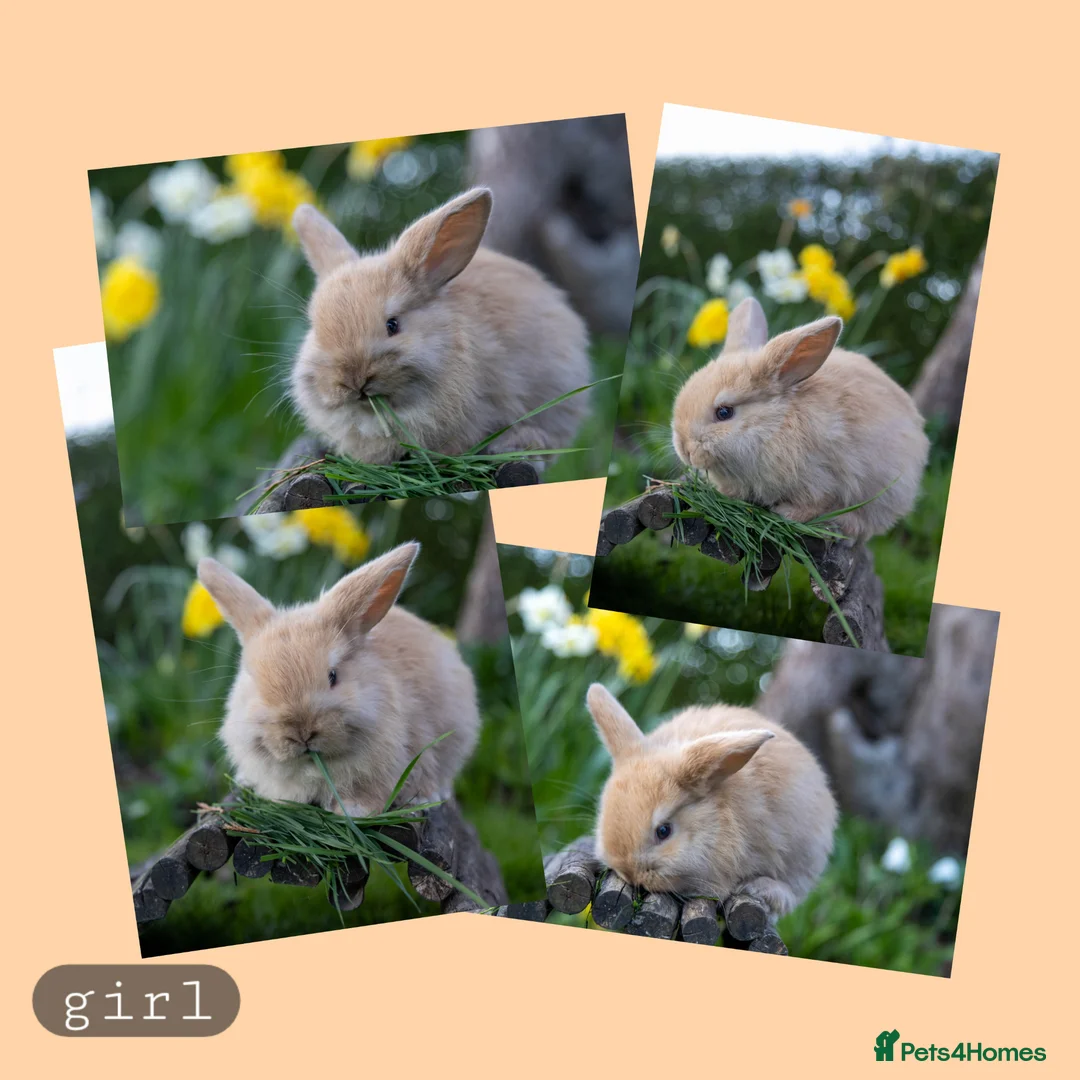 Mini Lop rabbits for sale: ✨ 5 lovely mini lop bunnies for sale - Advert 7