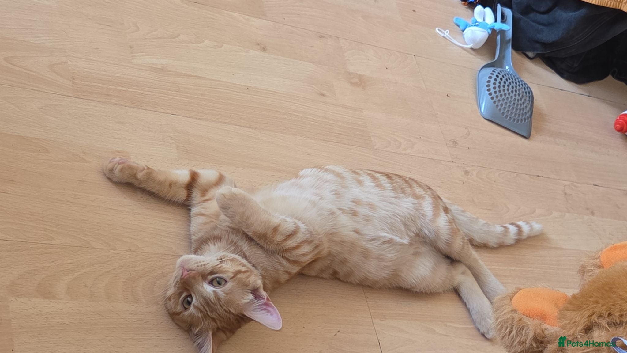 British Shorthair cats Cat for adoption - Advert 1