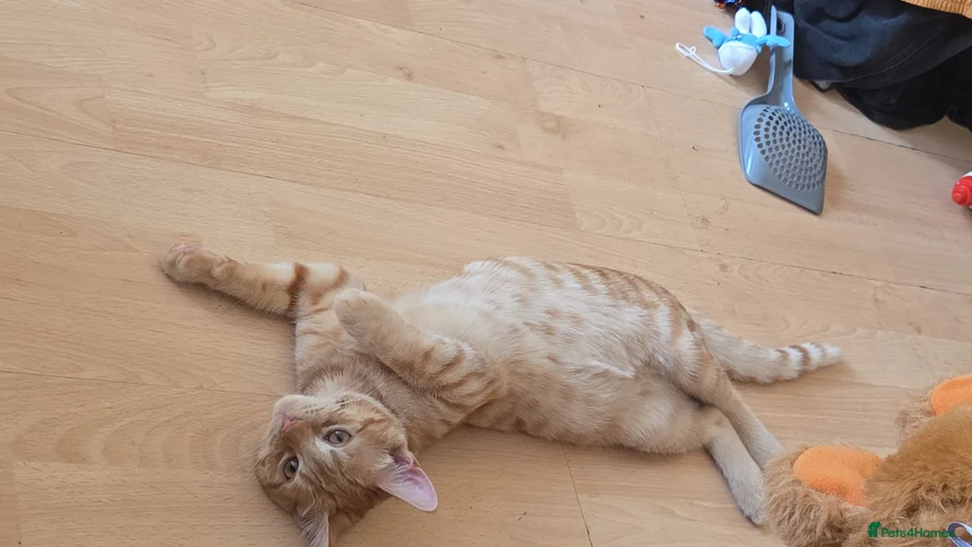 British Shorthair cats for sale: Cat for adoption - Advert 1