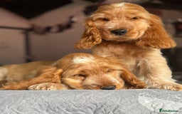 Cocker Spaniel dogs for sale: Last boy! Top quality show-type Cocker Spaniels! in Leicester - Image 5
