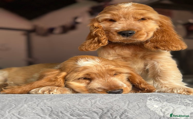 Cocker Spaniel dogs in Leicester - Advert 1