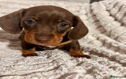 Dachshund dogs for sale: Litter of 5 beautiful dachshund pups for sale. - Image 5