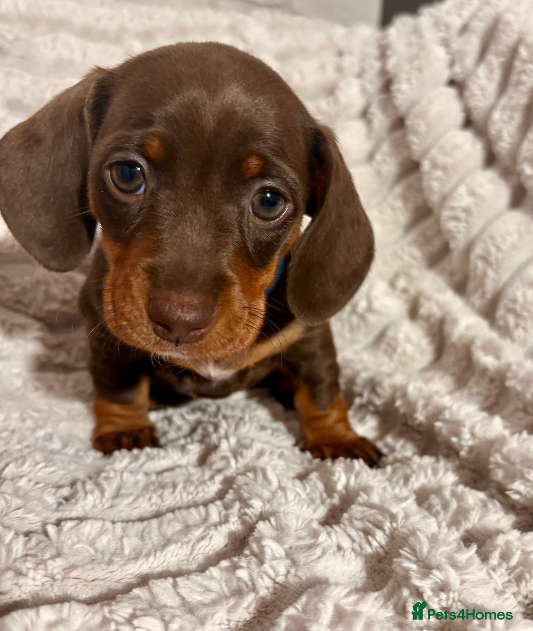 Dachshund dogs for sale: Litter of 5 beautiful dachshund pups for sale. - Image 5
