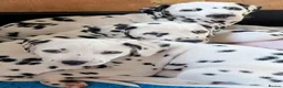 Dalmatian dogs for sale: All pups sold, sorry. - Advert 7