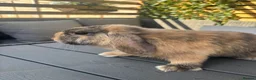 Mini Lop rabbits for sale: Mini lop boys available now in Kettering - Advert 6