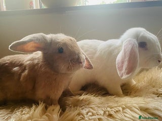 English Lop rabbits - Advert 7