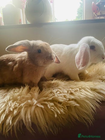 English Lop rabbits - Advert 3