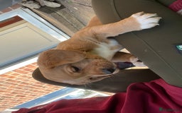Mixed Breed dogs for sale: Sprockerdor puppies for sale - Image 4