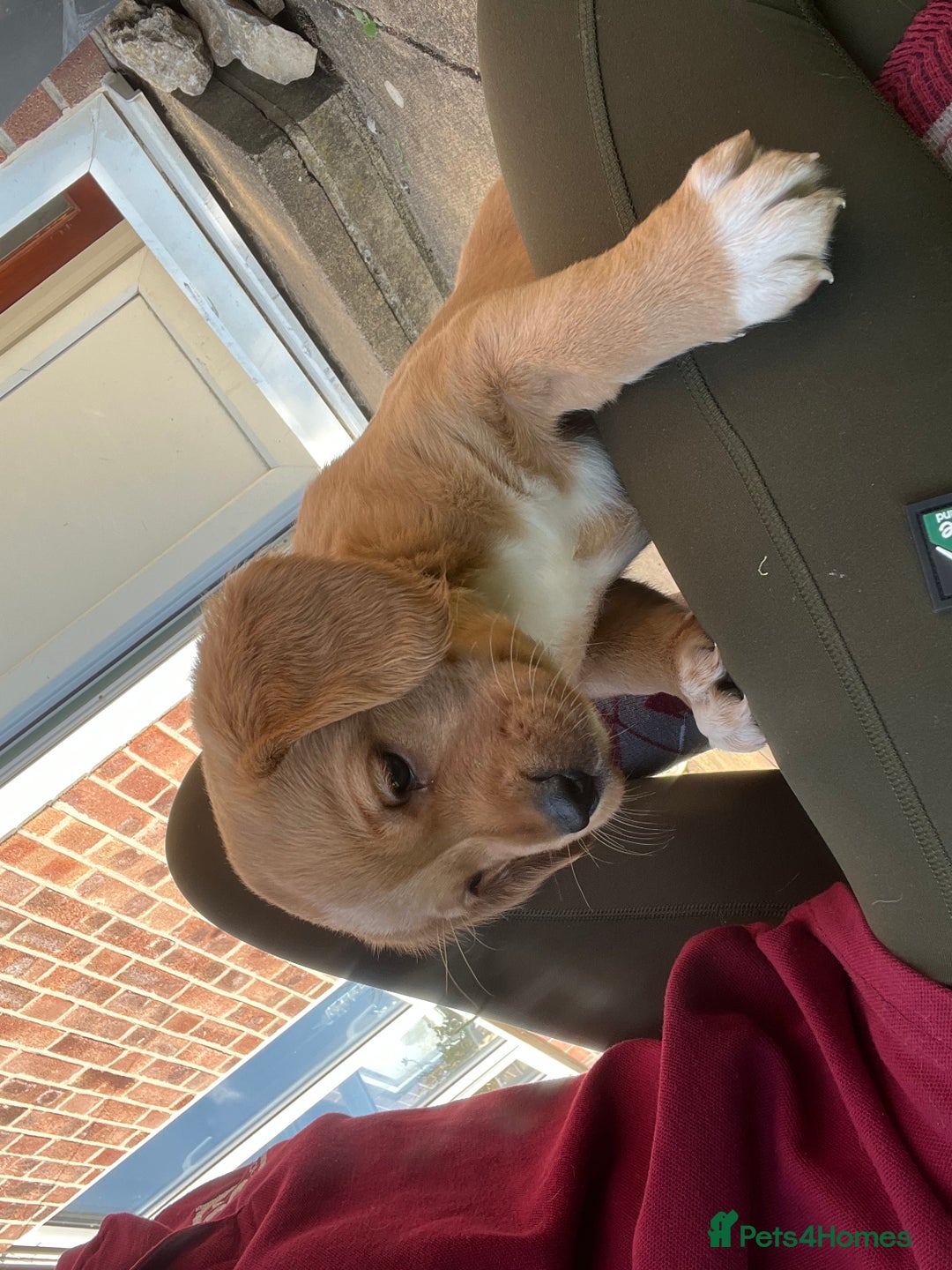 Mixed Breed dogs for sale: Sprockerdor puppies for sale - Image 4