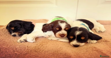 Cocker Spaniel dogs - Advert 4