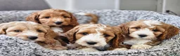 Cockapoo dogs for sale: F1 Miniature cockapoo puppies - Advert 5