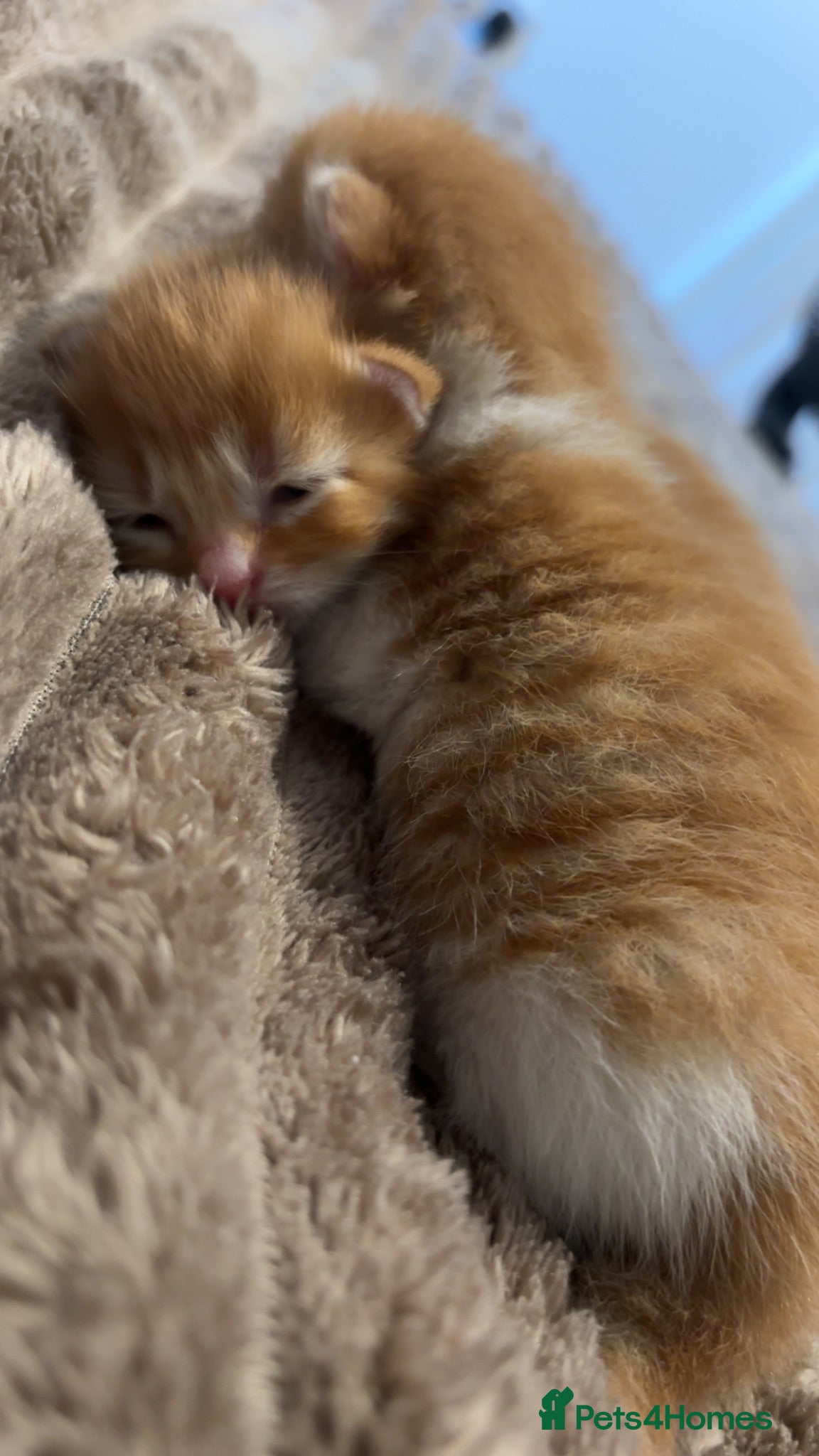 Mixed Breed cats Beautiful fluffy striped gingers🐾❤️ - Advert 1