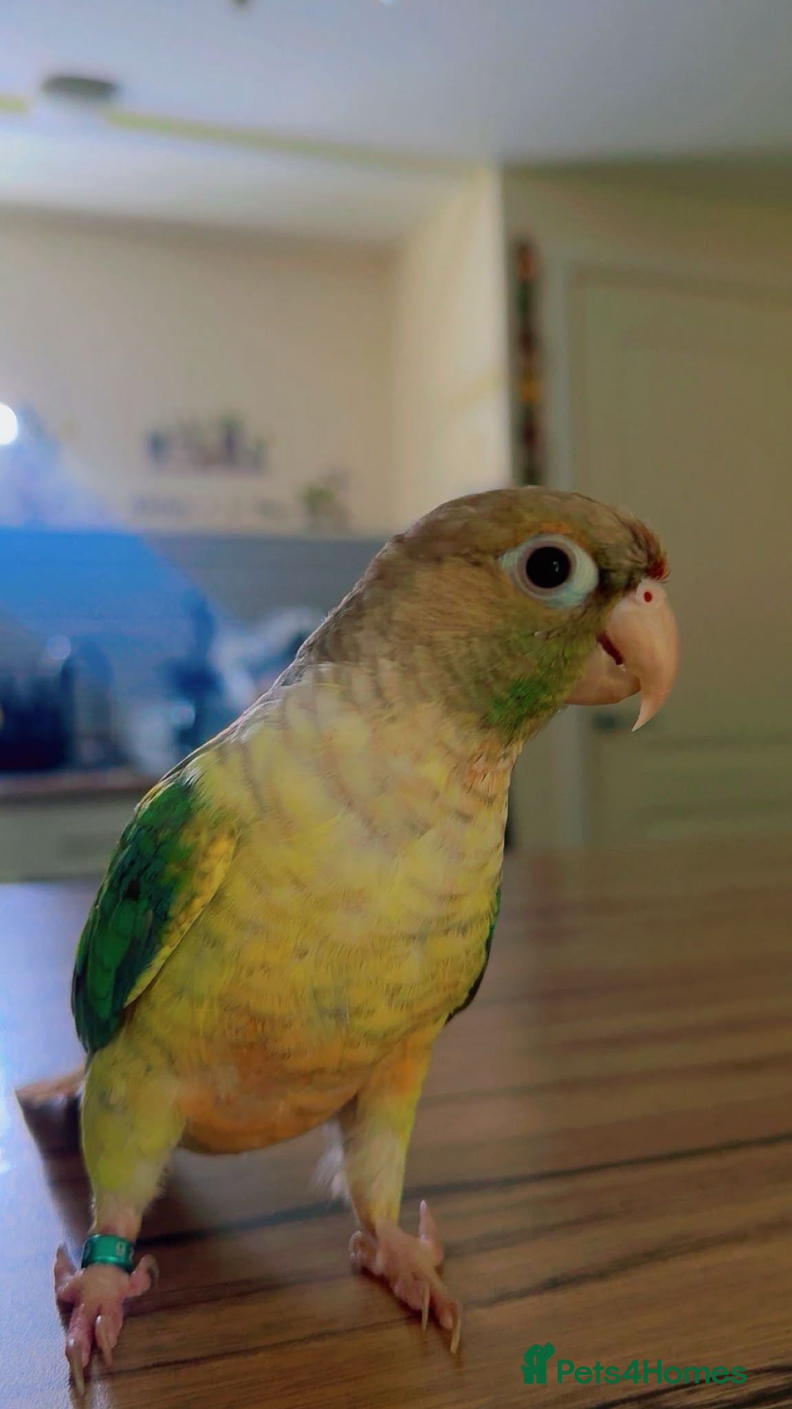 Conures birds Beautiful tame Baby Conure ❤️❤️❤️ - Advert 1