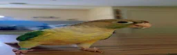 Conures birds for sale: Beautiful tame Baby Conure ❤️❤️❤️ - Advert 1