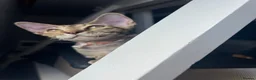 Devon Rex cats for sale: Our beautiful Devon Rex kittens are ready to move  - Advert 10