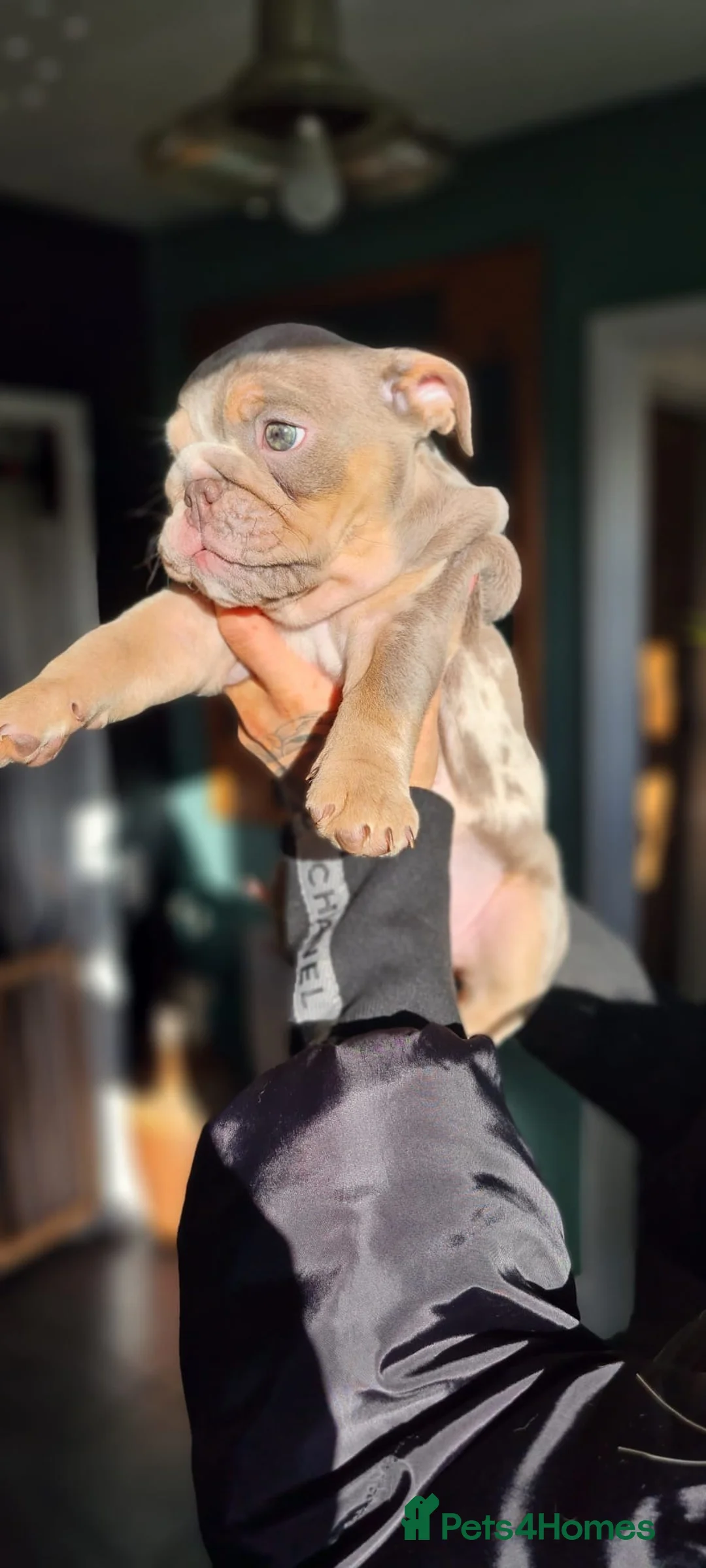 English Bulldog dogs for sale: ✨ lilac Tan & Merle Female bulldog. – Available ✨ - Advert 21