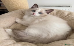 Ragdoll cats for sale: 5 generation ragdolls - Image 6