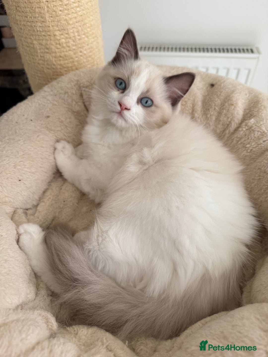 Ragdoll cats for sale: 5 generation ragdolls - Image 6