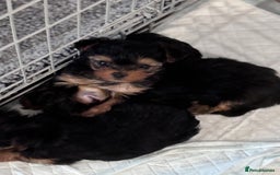 Yorkshire Terrier dogs for sale: Miniature yorkie - Image 11