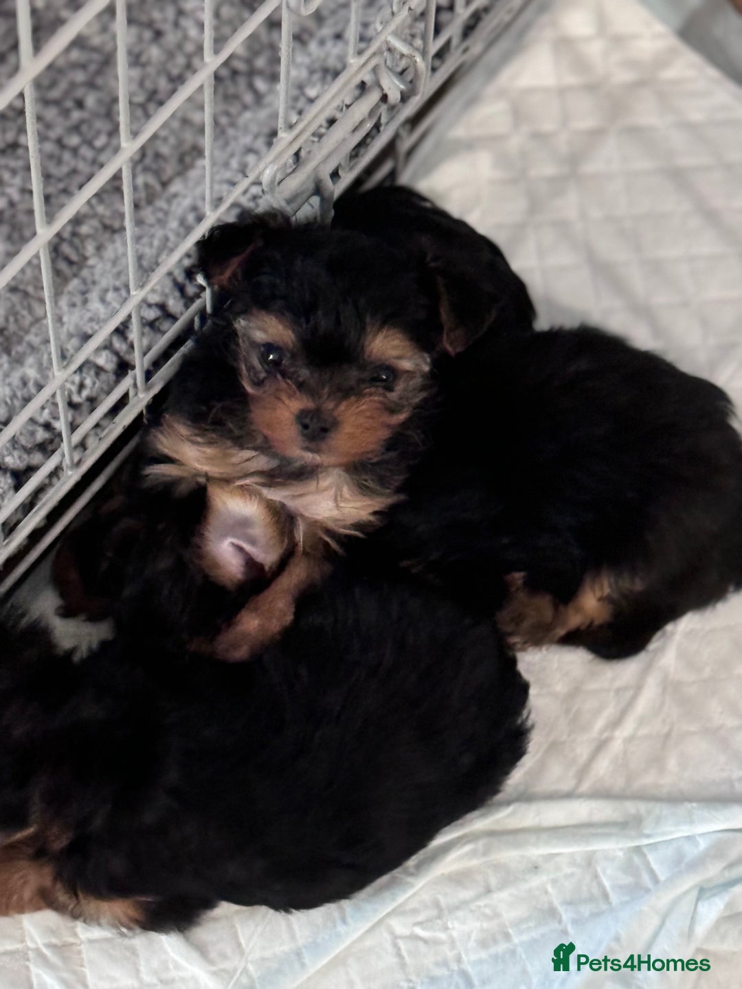 Yorkshire Terrier dogs for sale: Miniature yorkie - Image 11