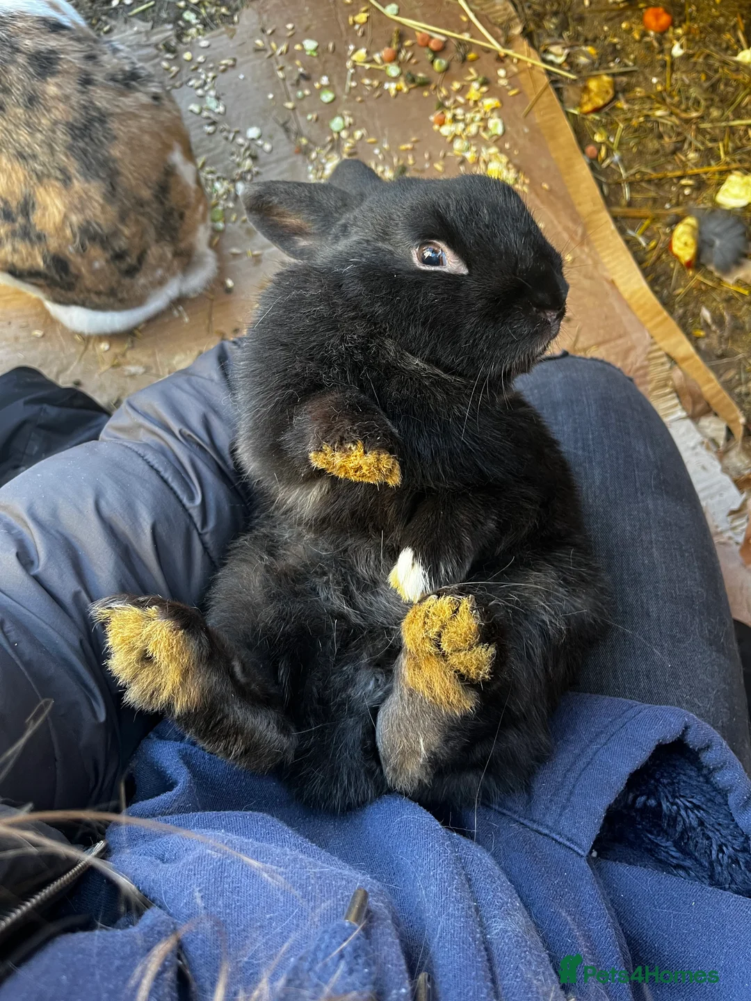 Mixed Breed rabbits for sale: 4 males rabbits  - Advert 2