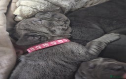 Cane Corso dogs for sale: Cane corso pups  - Image 9