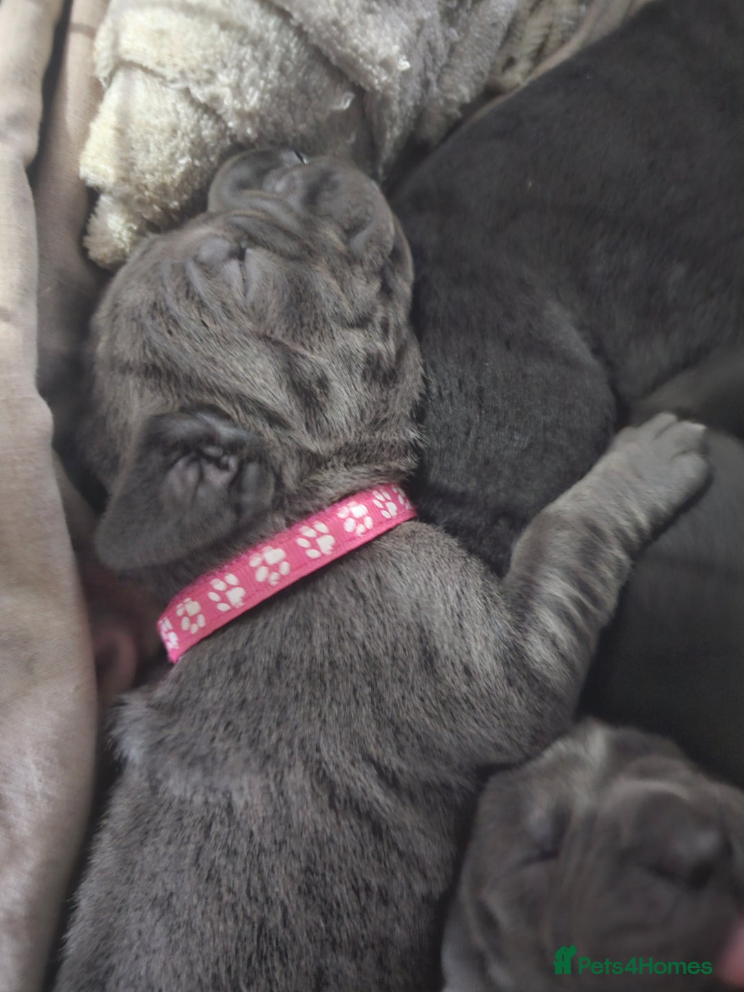 Cane Corso dogs for sale: Cane corso pups  - Image 9