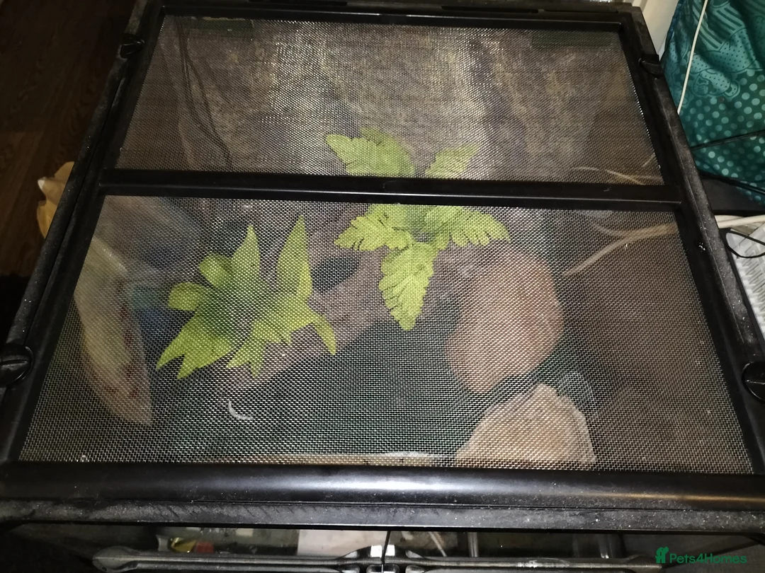 Leopard Gecko reptiles for sale: Leopard Gecko - Advert 5