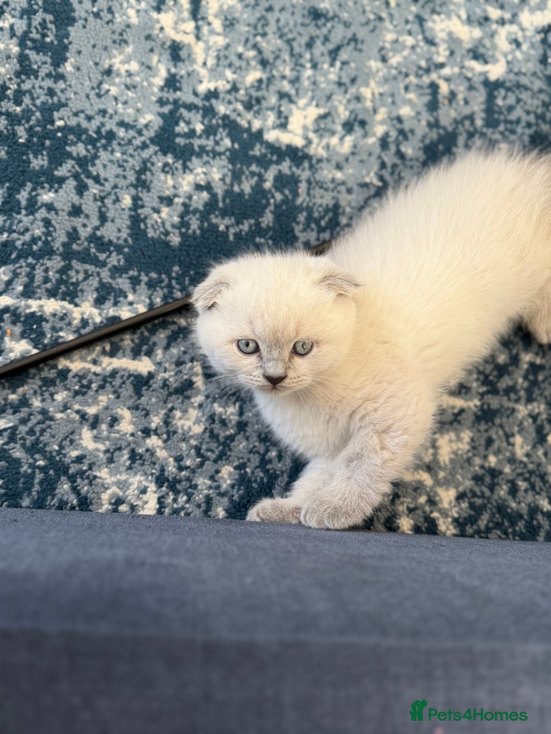 Scottish Fold cats for sale: Scottish Fold Kittens  - Advert 19