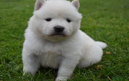 Siberian Husky dogs for sale: Beautiful Chowski puppies  - Image 19