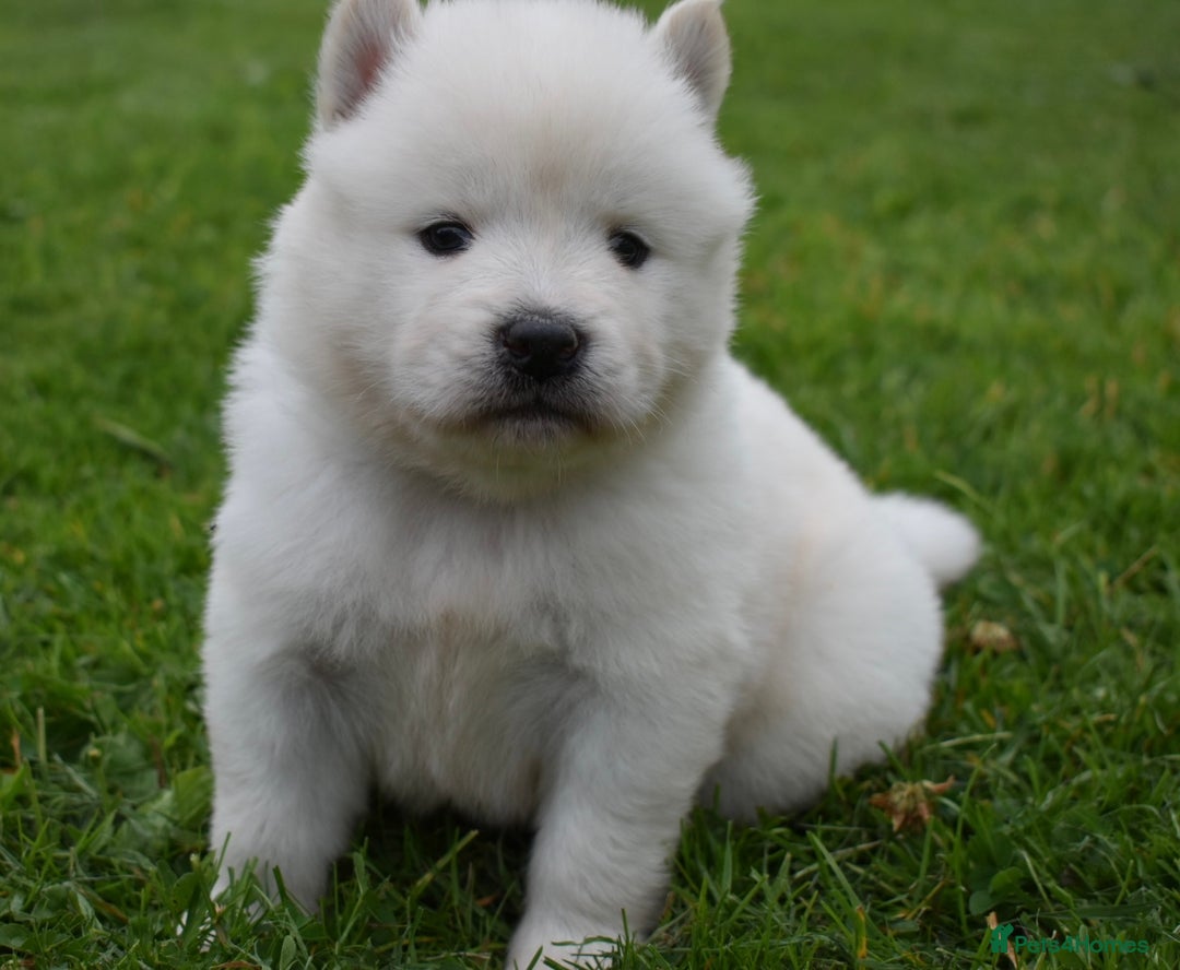 Siberian Husky dogs for sale: Beautiful Chowski puppies  - Image 19