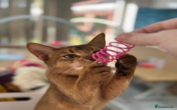 Abyssinian cats for sale: Ready to go! Don’t overlook these fab kittens  - Image 6