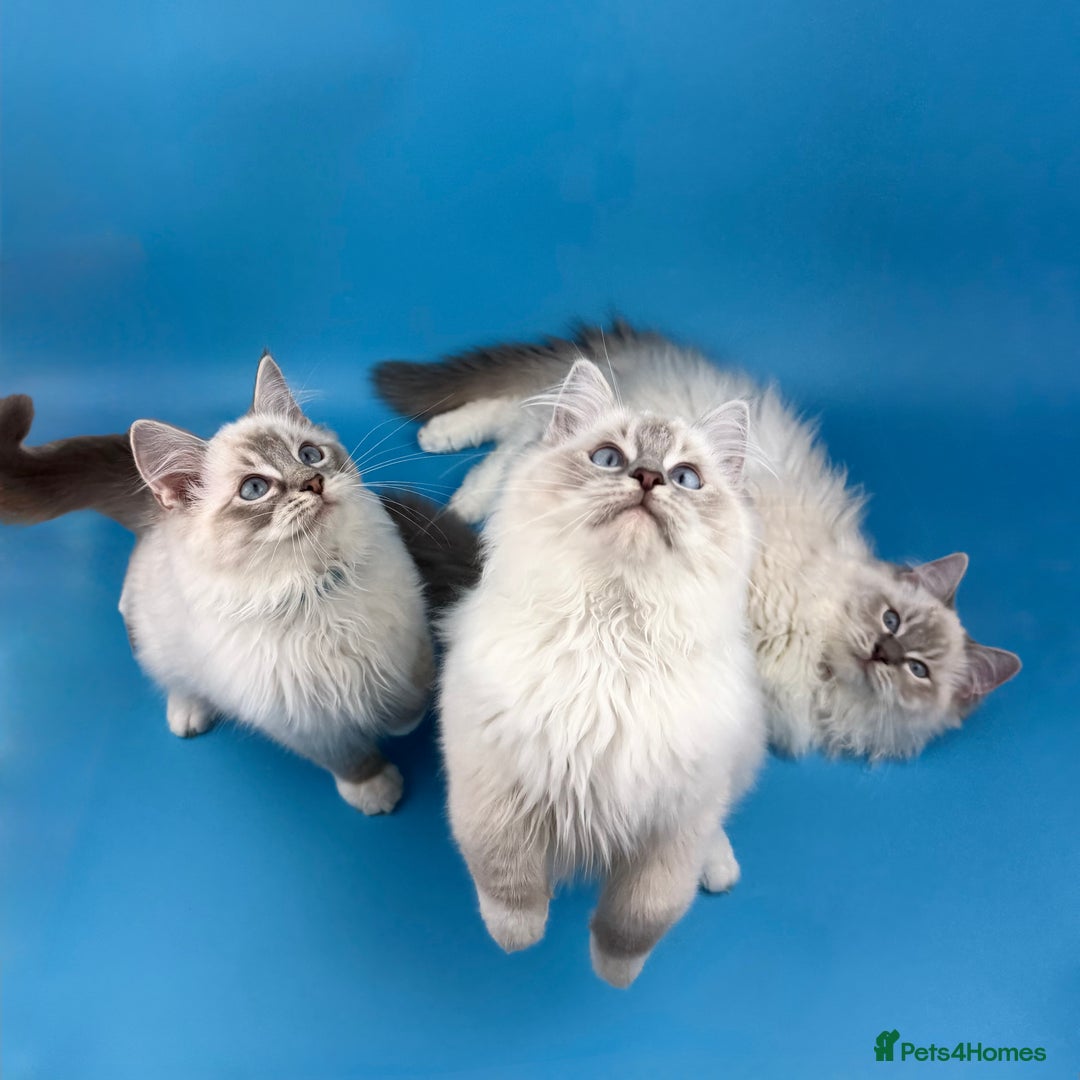 Ragdoll cats for sale: 💙 STUNNING GCCF GRCH SIRED RAGDOLL KITTENS 💙 - Advert 5