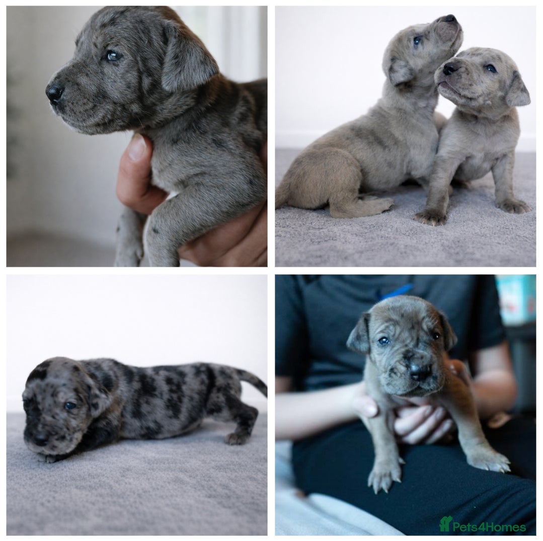 Great Dane dogs KC Registered Great Danes - Stunning Litter  - Advert 1