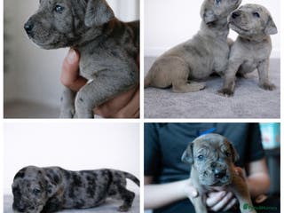 Great Dane dogs KC Registered Great Danes - Stunning Litter - Advert 1
