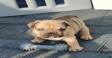 French Bulldog dogs - Advert 4