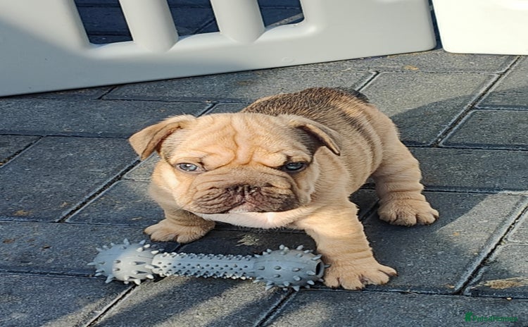 French Bulldog dogs - Advert 6