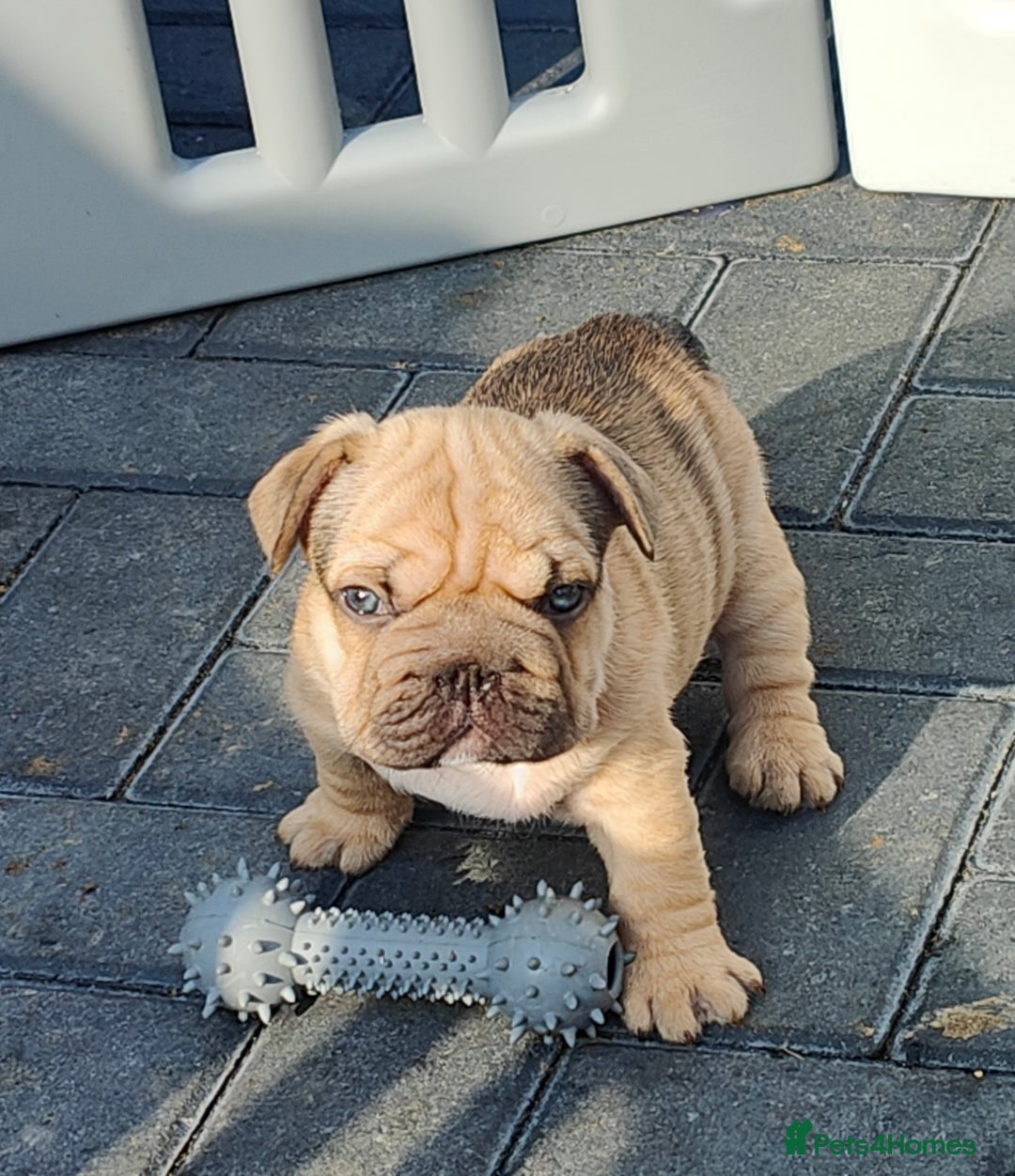French Bulldog dogs for sale: KC reg French bulldog puppies female & male big➰  - Image 2