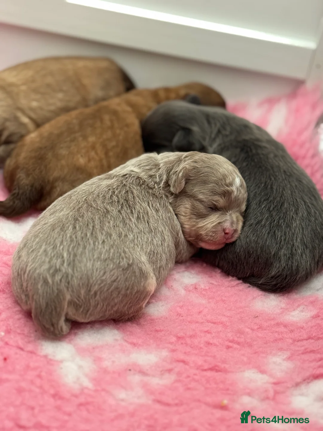 Chihuahua dogs for sale: 😍 Beautiful KC Chihuahua Puppies 😍 - Advert 12