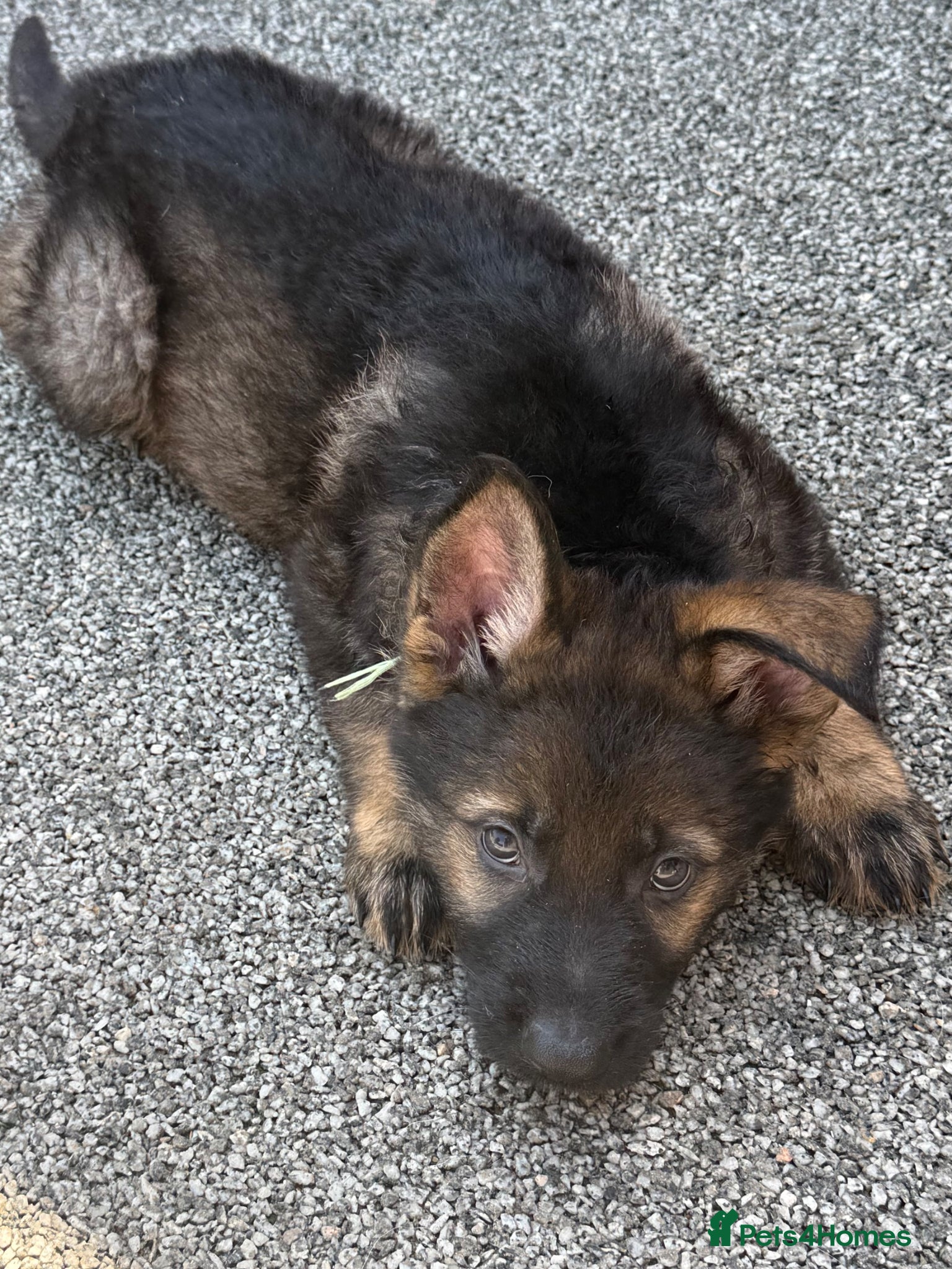 German Shepherd dogs Exceptional KC Reg Czech Working Line GSD Puppies - Advert 2