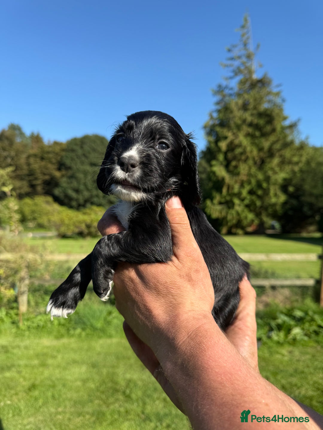 Cocker Spaniel dogs for sale: Working cocker spaniel - Image 15