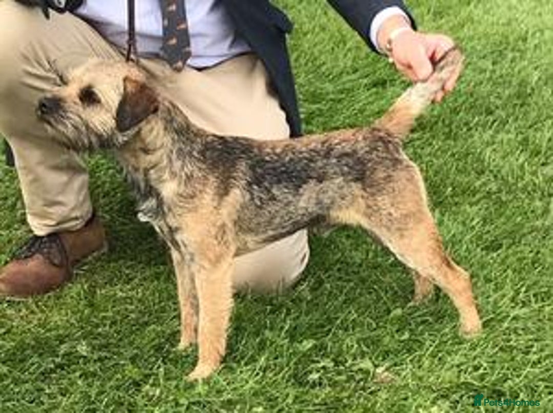 Border Terrier dogs for sale: Amazing female available  - Image 6