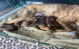 Mixed Breed dogs for sale: Mixed breed Litter of 8 pups - Image 4