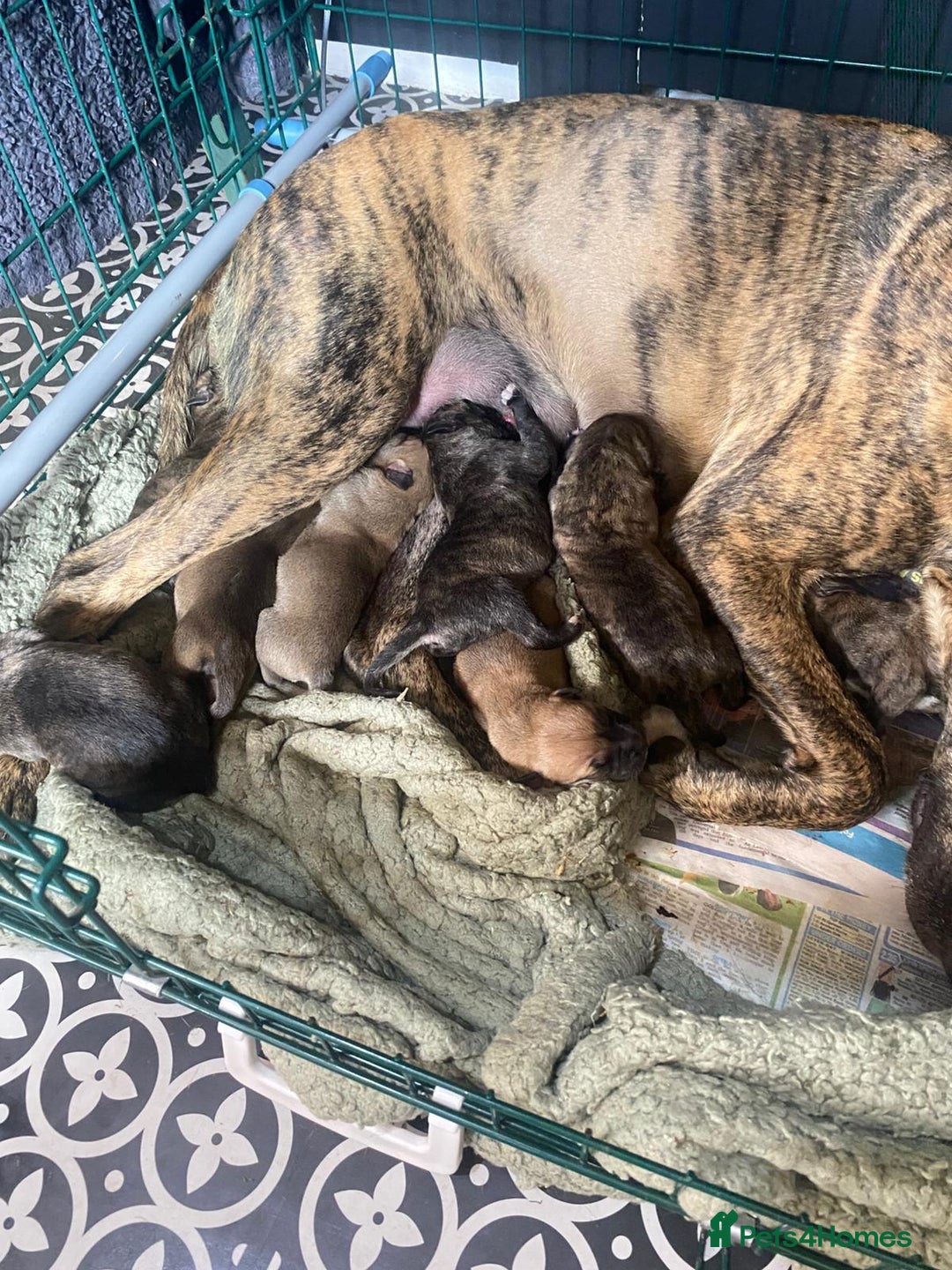 Mixed Breed dogs for sale: Mixed breed Litter of 8 pups - Image 4