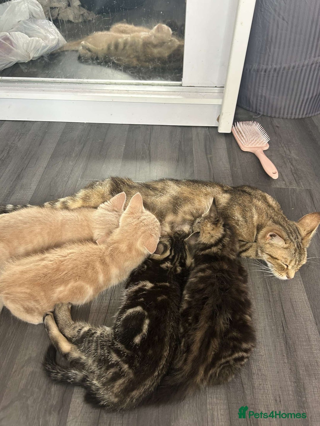 Mixed Breed cats for sale: 3 british shorthair kittens for sale  - Image 5