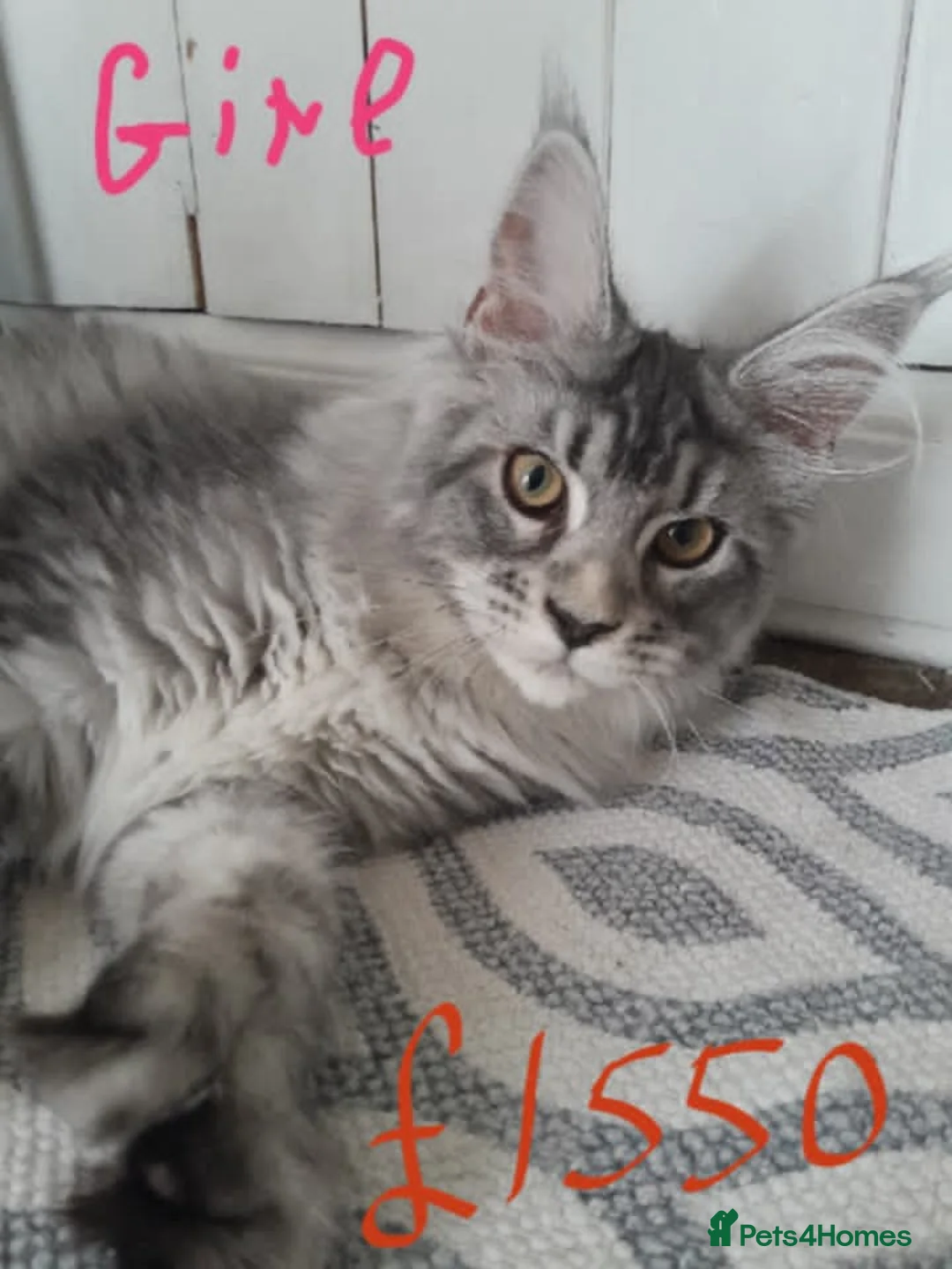 Maine Coon cats for sale: Polydactyl Black Silver girl/boy mainecoon TICA  - Advert 2