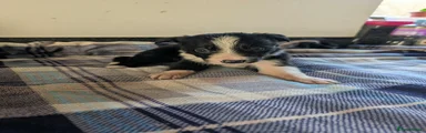 Border Collie 4