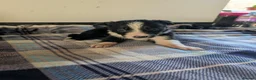 Border Collie dogs for sale: Isds registered border collie pups  - Advert 37