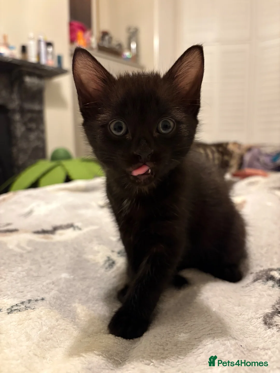 Mixed Breed cats for sale: Half Savannah kittens  in Weymouth - Advert 8