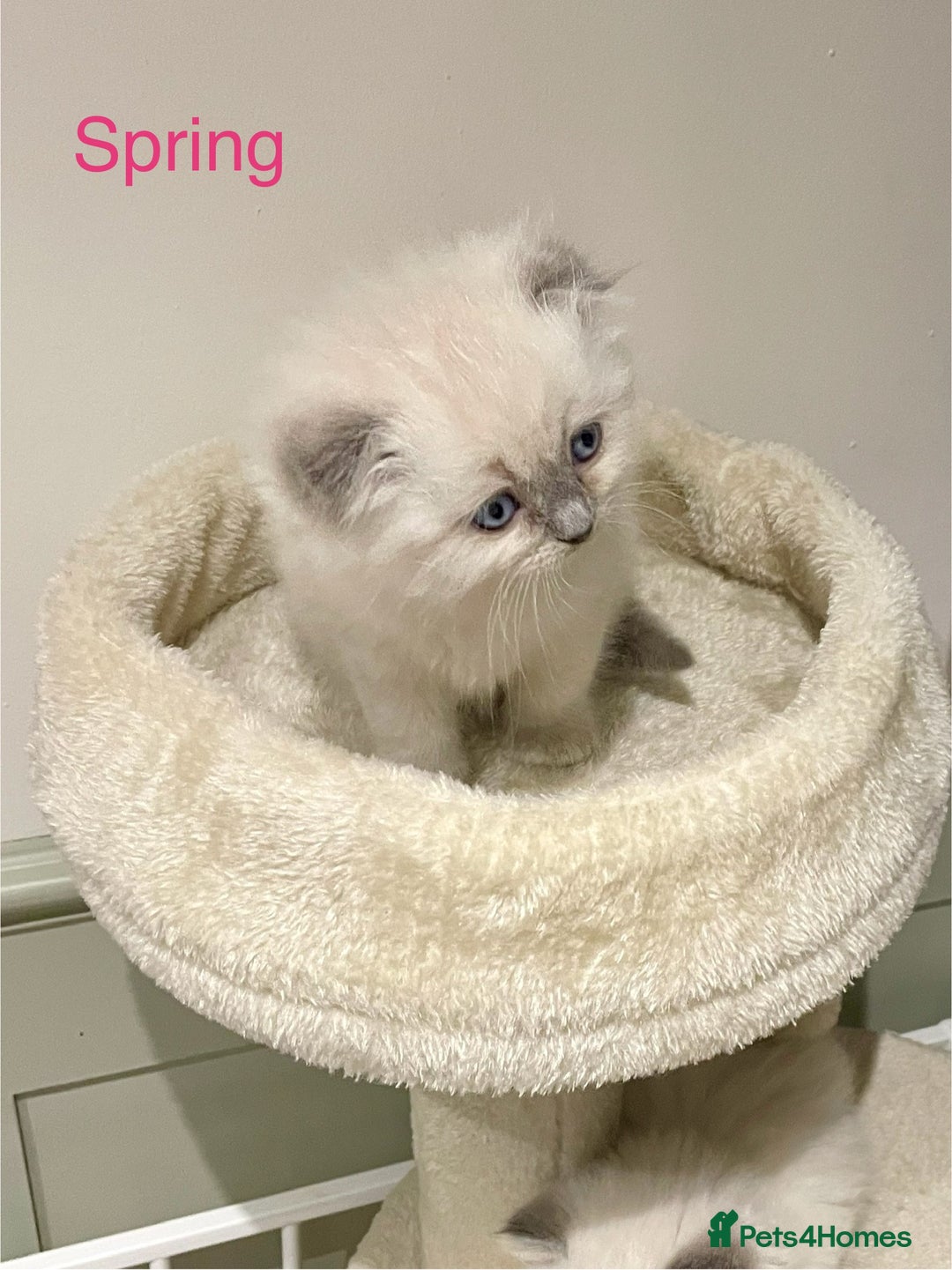 Ragdoll cats for sale: Exquisite, truly unique Ragdolls & Ragfold kittens - Advert 10